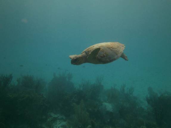Nadando com uma tartaruga perto de Tobacco Caye, na grande barreira de corais de Belize